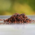 Chai diệt kiến gián sinh học tận gốc an toàn, không mùi, không độc hại