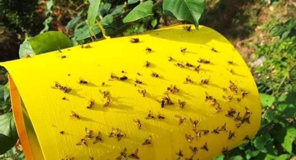 Combo 50 miếng bẫy ruồi, côn trùng hiệu quả cho nhà nông