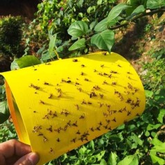 Combo 10 miếng bẫy ruồi, côn trùng hiệu quả cho nhà nông